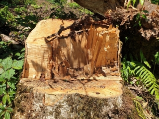 Yên Bái: Khu bảo tồn loài sinh vật cảnh “chảy máu”, gỗ quý bị chặt hạ, xẻ hộp la liệt - Ảnh 5.