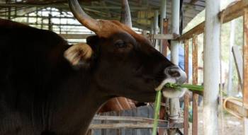 Đàn bò tót lai bị bỏ đói, gầy trơ xương ở Ninh Thuận giờ thế nào? - 1