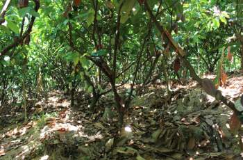 Tiến sĩ về làm nông dân: Hồi sinh đồi đá trơ trọi nhờ cỏ dại, trồng cacao không hoá chất tạo dòng socola đắt nhất Việt Nam - Ảnh 6.