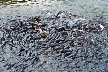 Hàng ngàn con cá trê nổi lên 'xin ăn' ở miền Tây - ảnh 1
