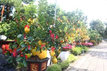 Đúng 30 ngày nữa Tết Tân Sửu: Chủ hàng lo không bán được cây cảnh, hoa vì 'ế' - ảnh 1