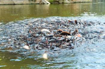 Hàng ngàn con cá trê nổi lên 'xin ăn' ở miền Tây - ảnh 2