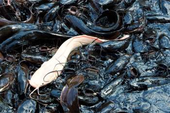 Hàng ngàn con cá trê nổi lên 'xin ăn' ở miền Tây - ảnh 3