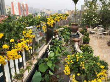 Người phụ nữ với vườn hoa 'độc nhất' trên sân thượng 200 mét vuông giữa thành phố - ảnh 6