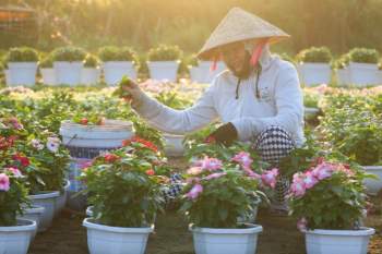 Những bà nội trợ Sài Gòn tranh thủ ra vườn hoa mong cái Tết đủ đầy - ảnh 7