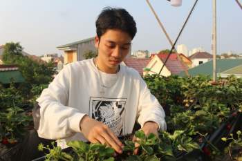 Vườn 'treo' của thanh niên 17 tuổi: Kiếm tiền triệu từ rau sạch - ảnh 3