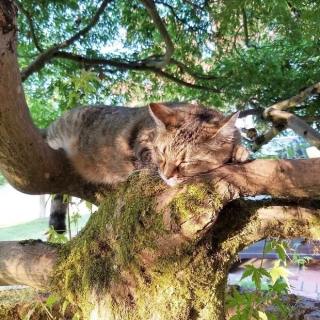 Bộ ảnh chứng minh nếu ngủ trên cây là nghệ thuật, thì bọn mèo là những nghệ sĩ đích thực - Ảnh 8.