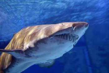 Vết răng lớn nghi cá mập trắng tấn công người đi thuyền