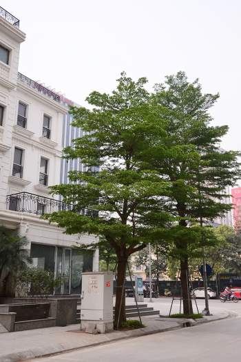 Ngắm những hàng cây bàng Đài Loan xanh mướt trên đường phố Hà Nội - Ảnh 10.