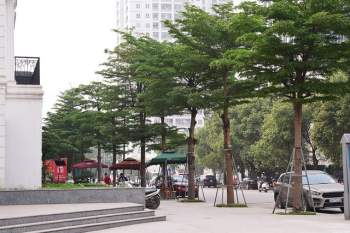 Ngắm những hàng cây bàng Đài Loan xanh mướt trên đường phố Hà Nội - Ảnh 8.