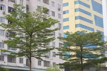 Ngắm những hàng cây bàng Đài Loan xanh mướt trên đường phố Hà Nội - Ảnh 6.