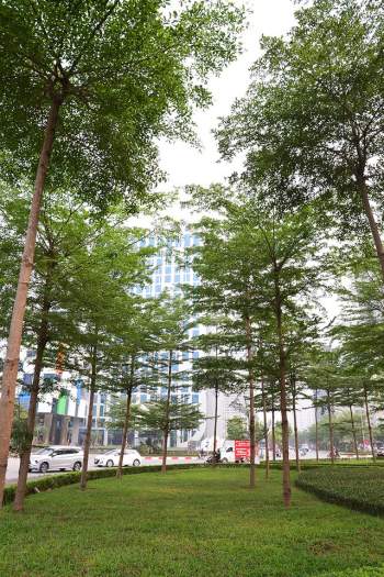 Ngắm những hàng cây bàng Đài Loan xanh mướt trên đường phố Hà Nội - Ảnh 5.