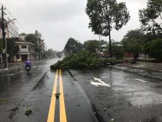 Bão áp sát Quảng Ngãi. Gió ở khu vực gần tâm bão giật tới cấp 15. Trong ảnh: Gió quật nhiều cây ngã ra đường ở TP Quảng Ngãi.