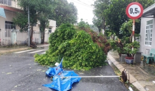 Cây bị gió quật đổ tại Thị xã Sông Cầu, Phú Yên.
