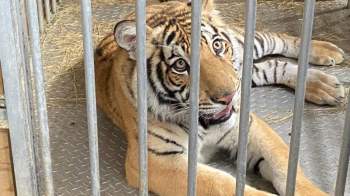Bạo gan nuôi hổ Bengal làm thú cưng trong nhà