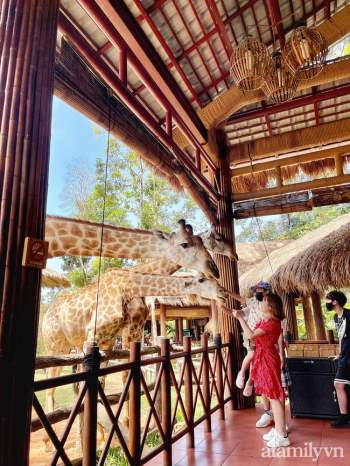 Mẹ Hà Nội kể hành trình đưa 2 con đi chơi tại Safari Phú Quốc, kết luận một câu: 