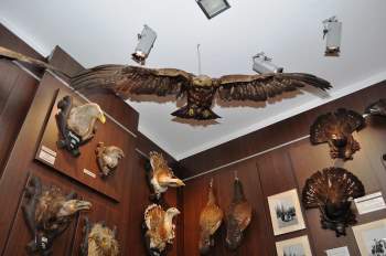 Rùng rợn khung cảnh bên trong bảo tàng 'thợ săn' ở Romania