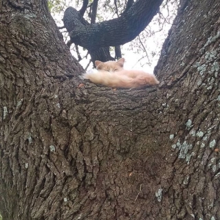 Bộ ảnh chứng minh nếu ngủ trên cây là nghệ thuật, thì bọn mèo là những nghệ sĩ đích thực - Ảnh 10.