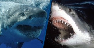 Bí ẩn loạt cá mập hung thần tấn công người vùng biển Australia