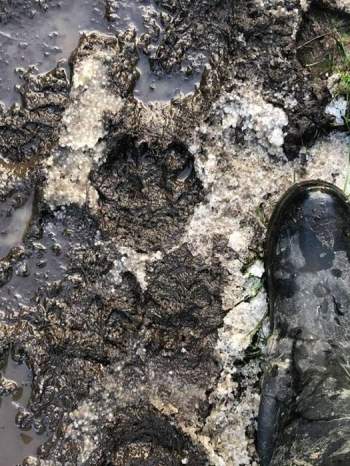 Bí ẩn dấu chân khổng lồ của mèo lớn ở vùng đất cổ kính xứ Wales