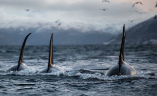 Bí ẩn về những cuộc tấn công tàu thuyền kinh hoàng của cá voi sát thủ