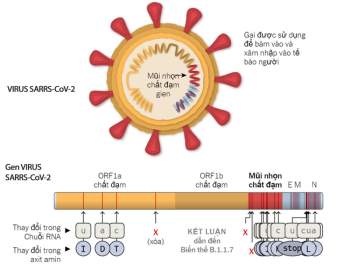 Biến thể virus SARS-CoV-2 ở Anh có tỉ lệ lây nhiễm 56%, các nước Úc, Đan Mạch và Singapore cũng đã phát hiện ra chủng này - Ảnh 1.