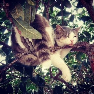 Bộ ảnh chứng minh nếu ngủ trên cây là nghệ thuật, thì bọn mèo là những nghệ sĩ đích thực - Ảnh 11.