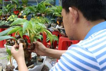 Trâu bonsai ‘làm duyên’ không bảng hiệu đem về cho chủ hàng trăm triệu đồng dịp Tết - ảnh 2
