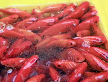 Đột nhập chợ cá chép đỏ tiễn Táo quân về trời lớn nhất Thủ đô - Ảnh 10.