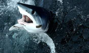 Loài cá mập nhanh nhất thế giới đang lâm nguy - Ảnh 2.