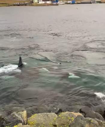 Cá voi sát thủ rượt đuổi hải cẩu kinh hoàng