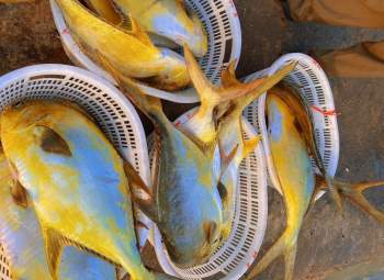 Một ngư dân ở Hà Tĩnh trúng đậm mẻ cá chim vàng trị giá hơn 600 triệu - ảnh 2