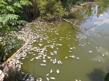 Cá Ch?t trắng hồ không ai xử lý, người dân Thừa Thiên - Huế lo ngại ô nhiễm - ảnh 1