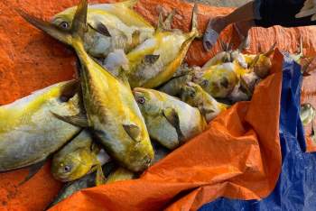 Một ngư dân ở Hà Tĩnh trúng đậm mẻ cá chim vàng trị giá hơn 600 triệu - ảnh 1