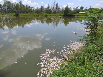 Cá Ch?t trắng hồ không ai xử lý, người dân Thừa Thiên - Huế lo ngại ô nhiễm - ảnh 2