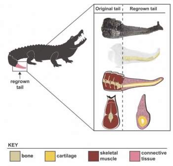 Phát hiện cá sấu có khả năng tái sinh đuôi bị mất -0