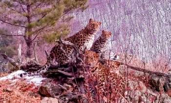Hình ảnh từ đoạn phim quay được con báo mẹ Amur với ba báo con trong Công viên Quốc gia Land of the Leopard. Ảnh: Getty Images.