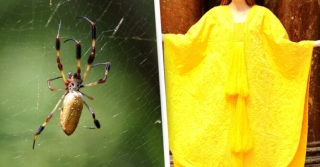Cận cảnh tấm áo choàng làm từ tơ nhện độc nhất vô nhị