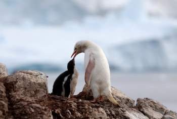 Hình ảnh chim cánh cụt trắng hiếm thấy cho chim con ăn -0