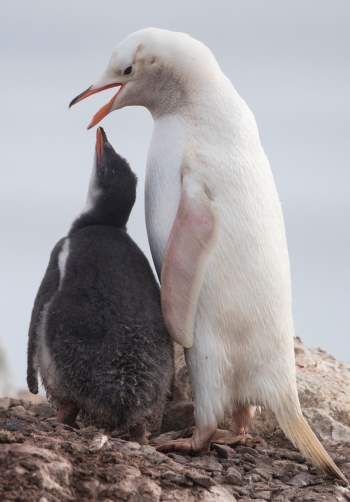 Hình ảnh chim cánh cụt trắng hiếm thấy cho chim con ăn -0