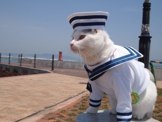 Chú mèo chuyên cosplay các nhân vật anime nổi tiếng, sở hữu 16 nghìn fan trung thành ngồi hóng ngày đêm - Ảnh 5.