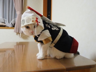 Chú mèo chuyên cosplay các nhân vật anime nổi tiếng, sở hữu 16 nghìn fan trung thành ngồi hóng ngày đêm - Ảnh 9.