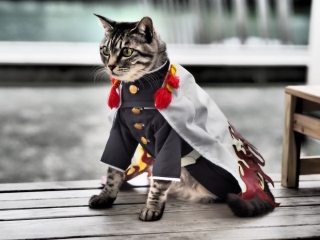 Chú mèo chuyên cosplay các nhân vật anime nổi tiếng, sở hữu 16 nghìn fan trung thành ngồi hóng ngày đêm - Ảnh 11.