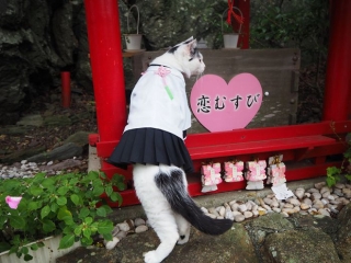 Chú mèo chuyên cosplay các nhân vật anime nổi tiếng, sở hữu 16 nghìn fan trung thành ngồi hóng ngày đêm - Ảnh 12.