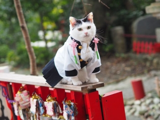 Chú mèo chuyên cosplay các nhân vật anime nổi tiếng, sở hữu 16 nghìn fan trung thành ngồi hóng ngày đêm - Ảnh 14.