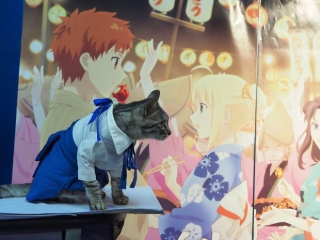 Chú mèo chuyên cosplay các nhân vật anime nổi tiếng, sở hữu 16 nghìn fan trung thành ngồi hóng ngày đêm - Ảnh 19.
