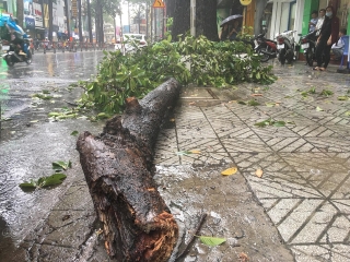 TP.HCM: Cành cây gãy trong mưa, đè một người đi đường Tu vong - Ảnh 2.