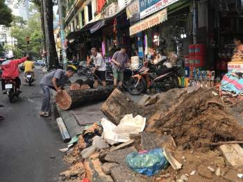 Sài Gòn mới mưa, bị cây bật gốc đè trúng người đi đường: Nạn nhân nằm đau lắm! - ảnh 1