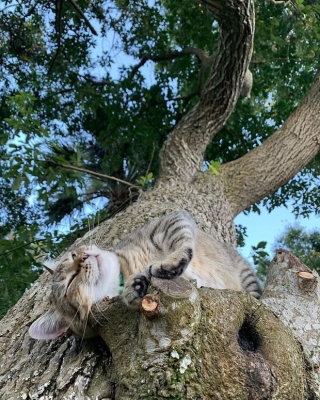 Bộ ảnh chứng minh nếu ngủ trên cây là nghệ thuật, thì bọn mèo là những nghệ sĩ đích thực - Ảnh 12.