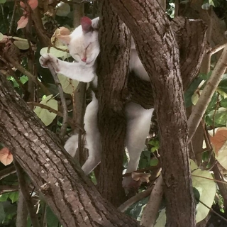 Bộ ảnh chứng minh nếu ngủ trên cây là nghệ thuật, thì bọn mèo là những nghệ sĩ đích thực - Ảnh 13.